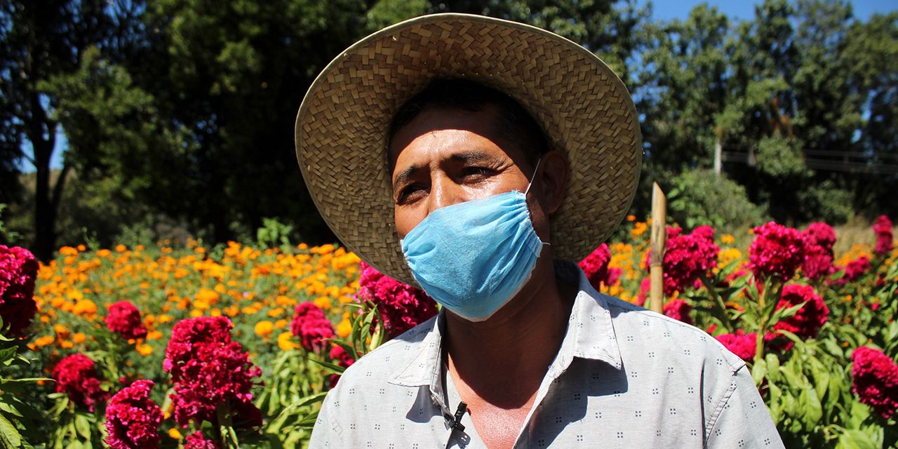 En la Mixteca mantienen viva la producción de flor de muerto