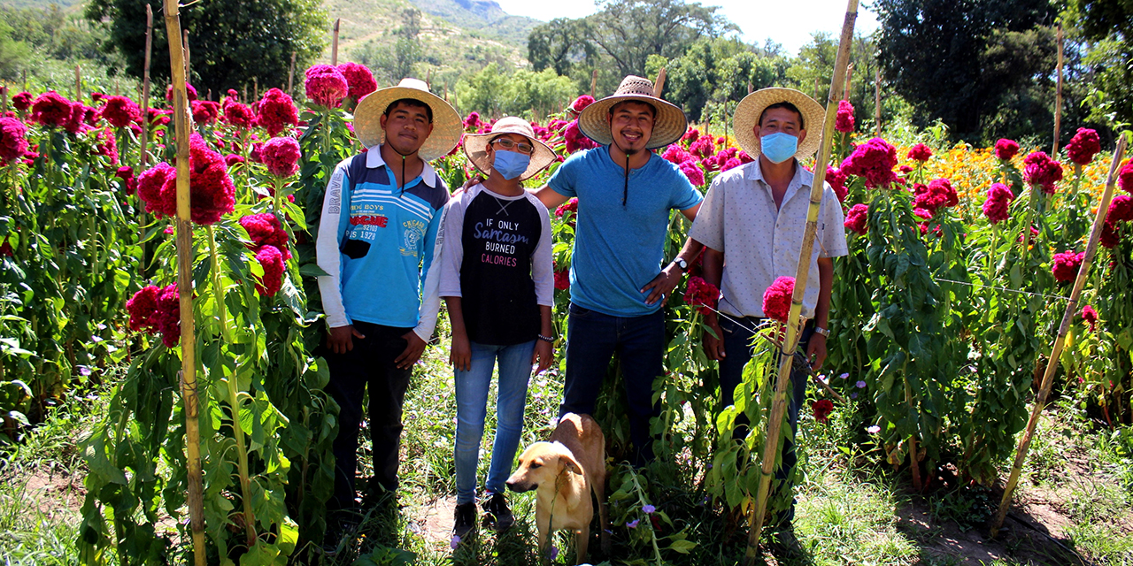 En la Mixteca mantienen viva la producción de flor de muerto