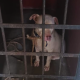 Encarcelan pitbull en Lachirioag