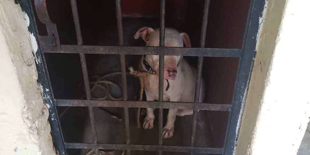 Encarcelan pitbull en Lachirioag | El Imparcial de Oaxaca