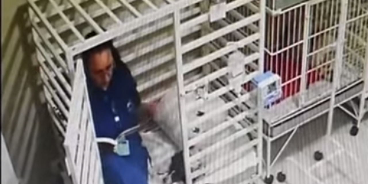 Video: Captan a veterinaria leyendo cuento a perrito enfermo | El Imparcial de Oaxaca