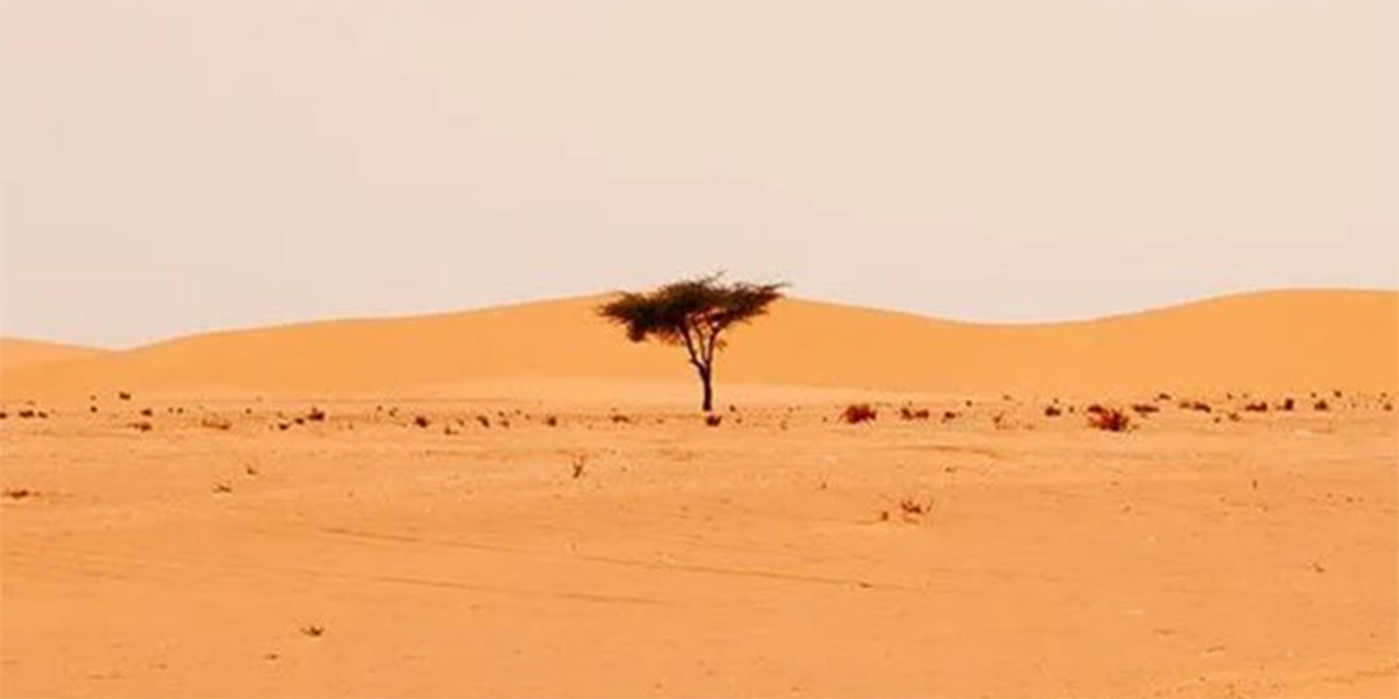 Hallan cientos de millones de árboles en el desierto del Sahara