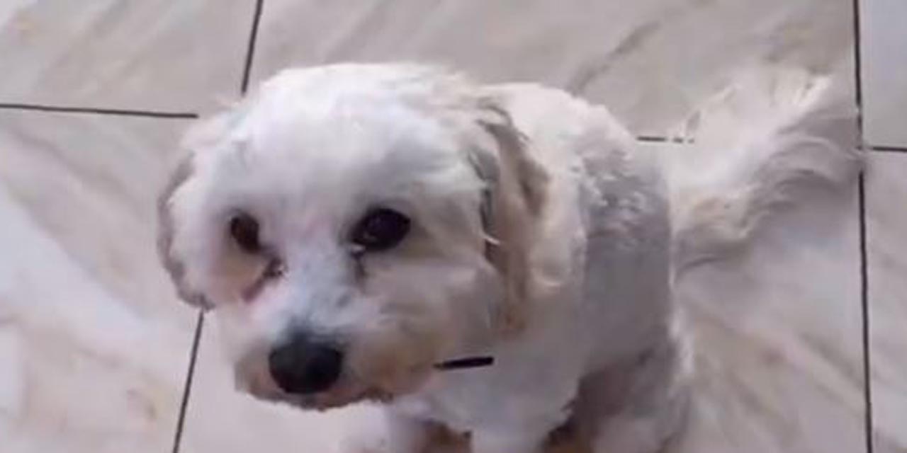 Video: Pierde sus audífonos inalámbricos y descubre que su perro se los comió | El Imparcial de Oaxaca