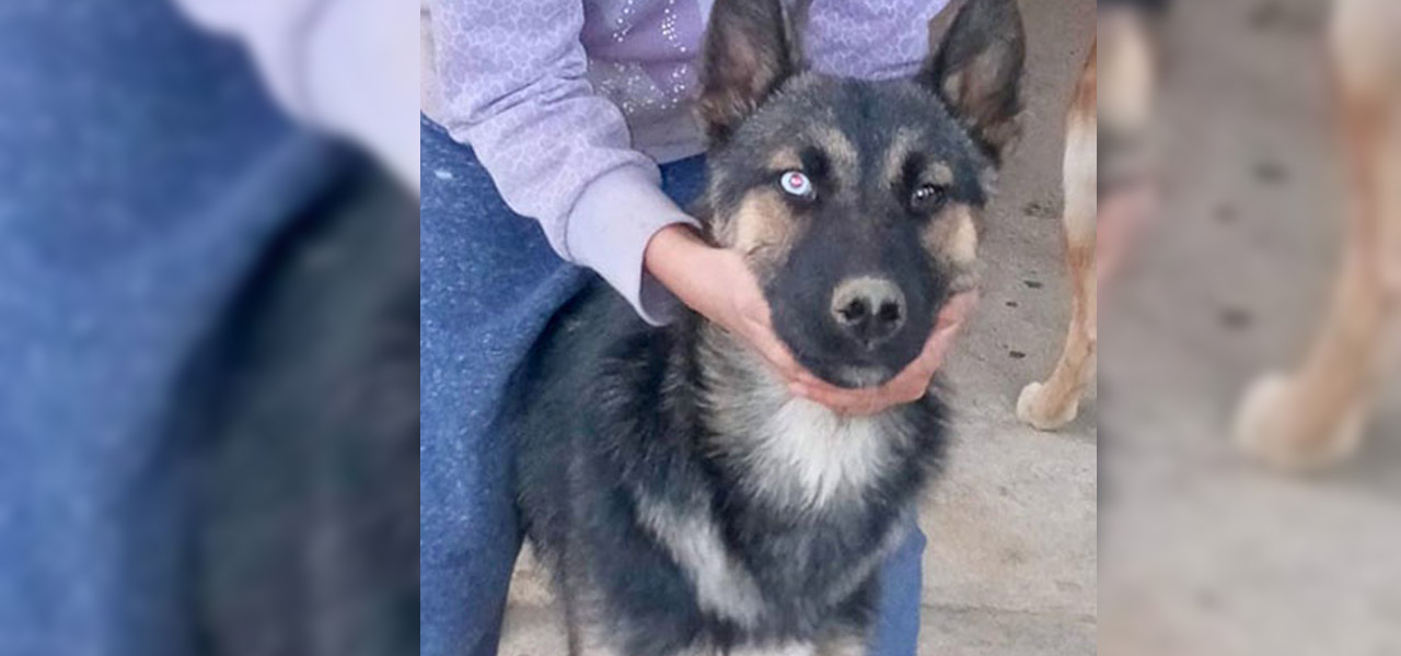 Desaparece perro para rescate en Viguera