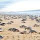 Arriban a costas de Oaxaca 700 mil tortugas golfinas