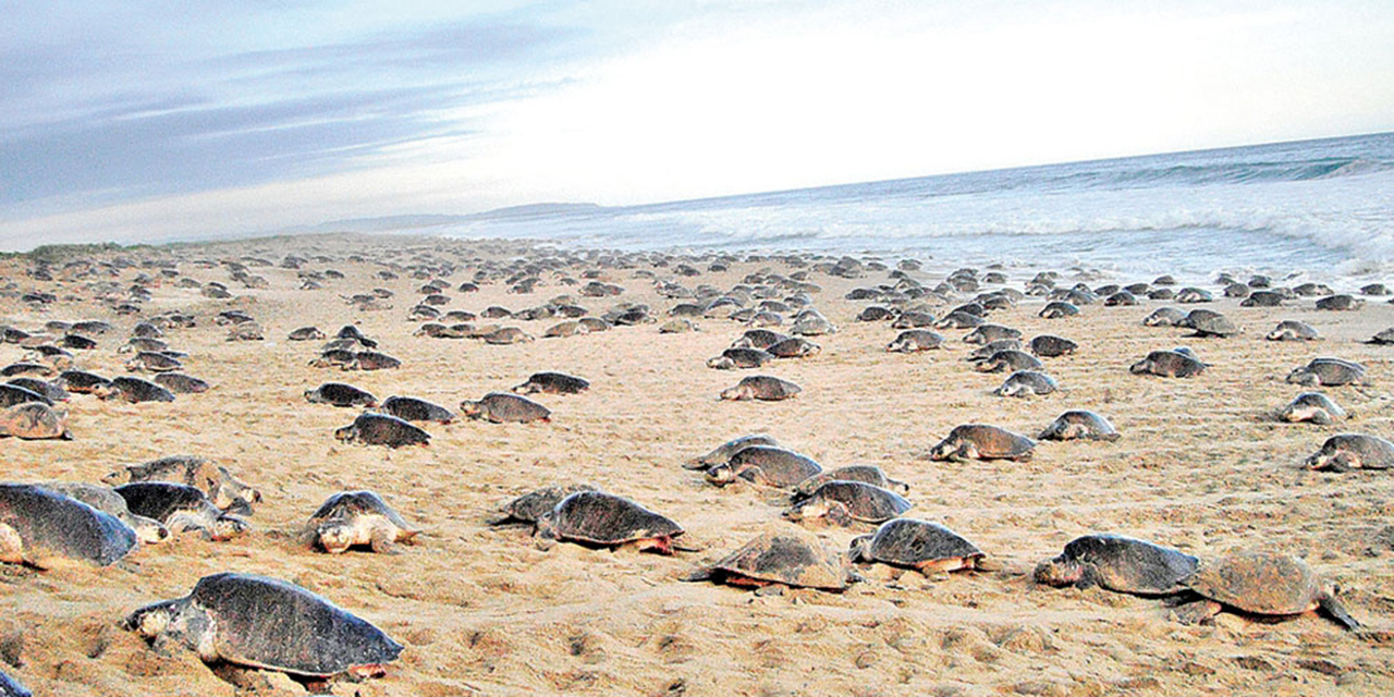 Arriban a costas de Oaxaca 700 mil tortugas golfinas | El Imparcial de Oaxaca