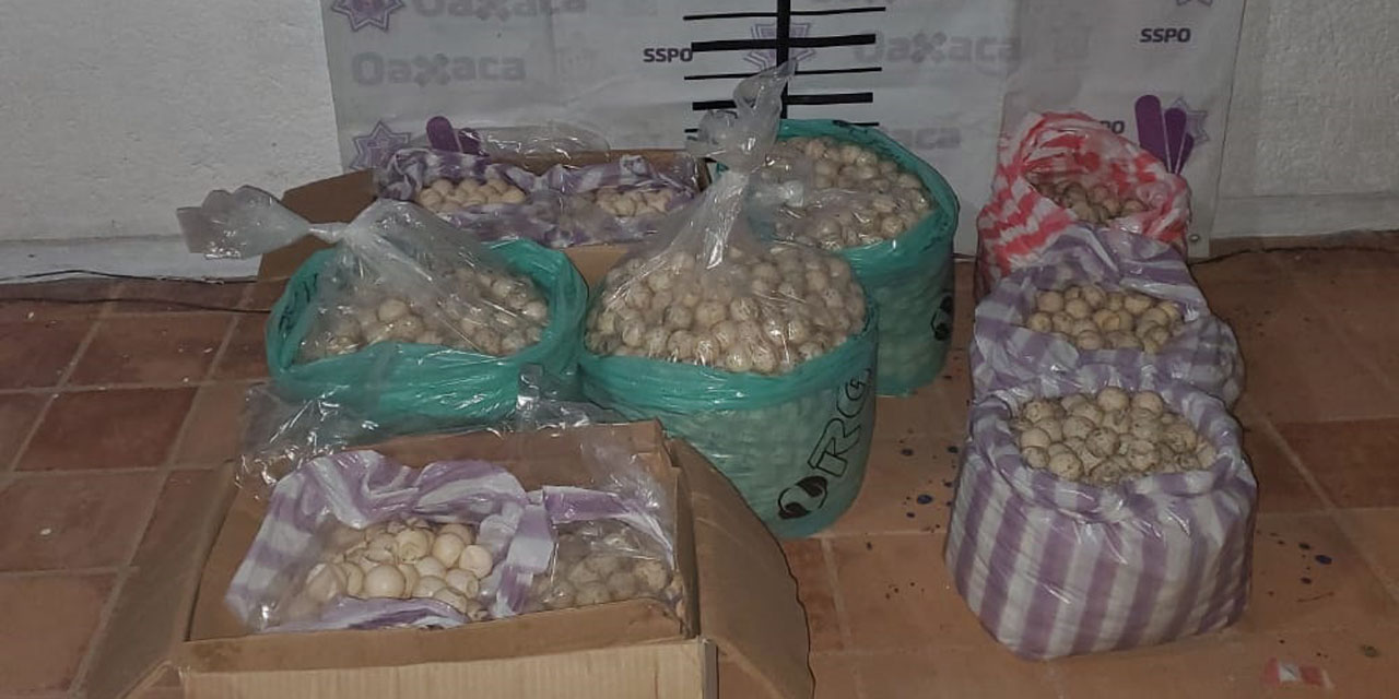 Detienen a mujer con más de 6 mil huevos de tortuga en el Istmo | El Imparcial de Oaxaca
