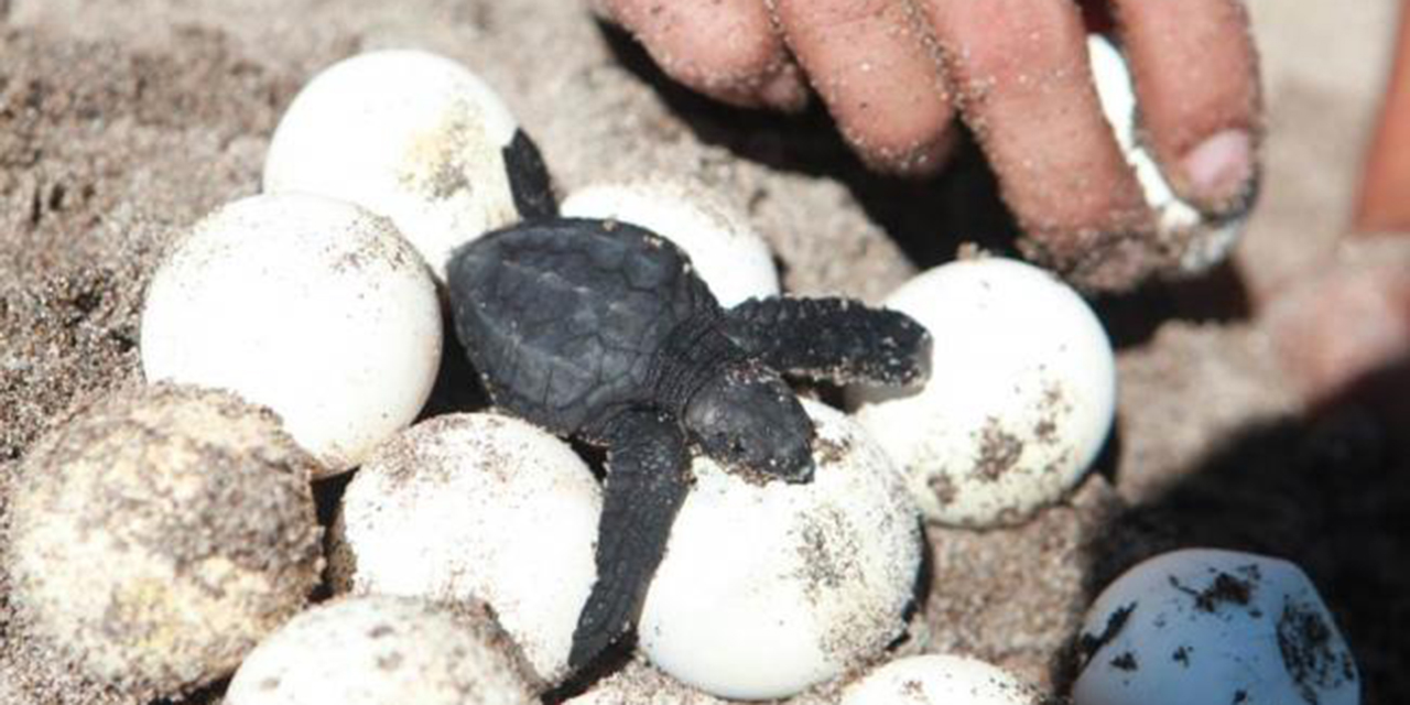 Profepa incauta más de 111 mil huevos de tortuga en Oaxaca | El Imparcial de Oaxaca