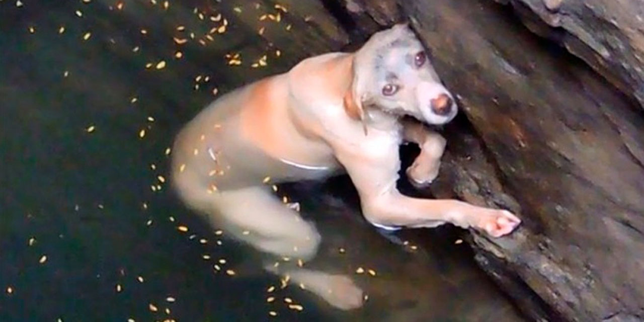 Rescatan a un perro de un pozo en Juchitán | El Imparcial de Oaxaca