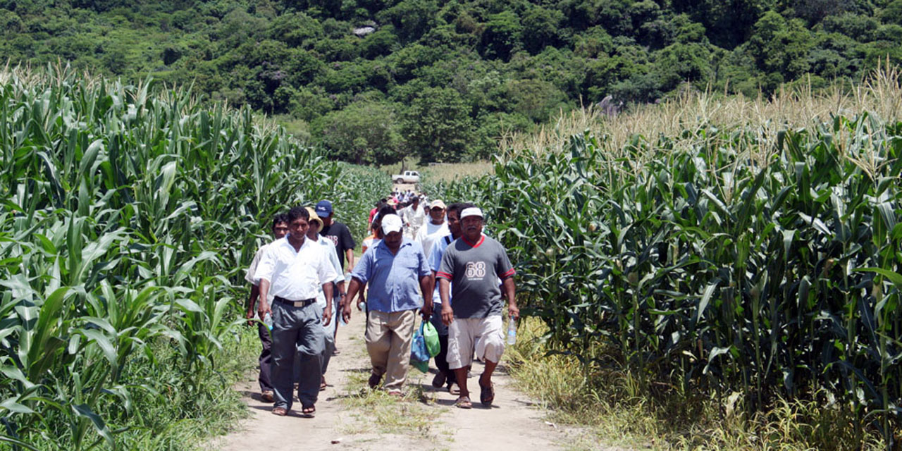 Seguro del campo se usaba con fines políticos | El Imparcial de Oaxaca