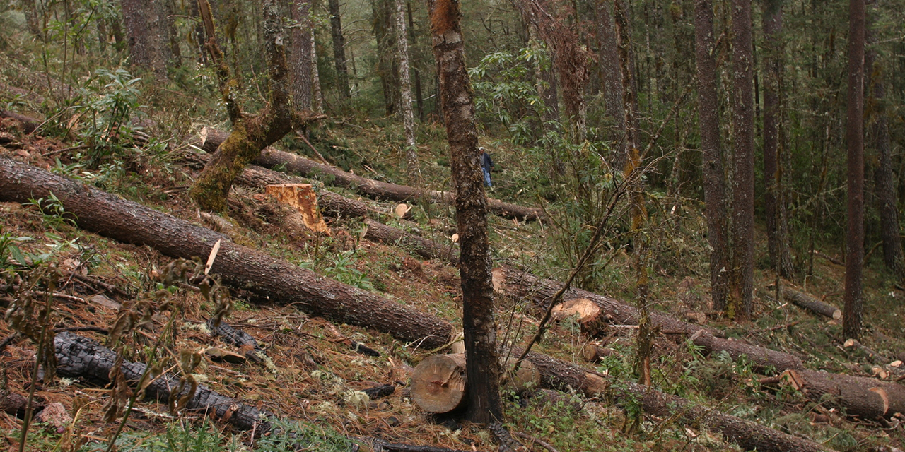 Plagas acechan a bosques de zonas en conflicto agrario