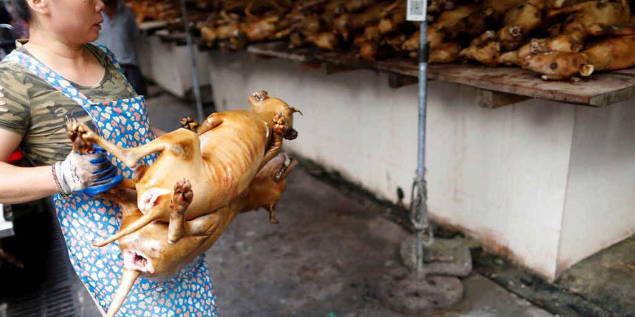 China buscará prohibir consumo de carne de perro | El Imparcial de Oaxaca