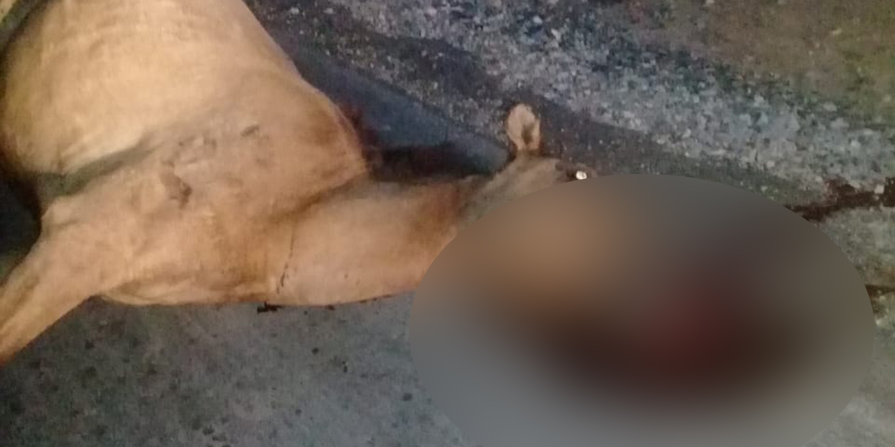 Taxista se impacta contra un caballo en carretera de Juchitán