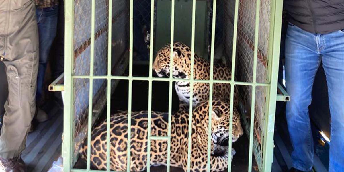 Trasladan dos ejemplares de jaguar desde aeropuerto de Oaxaca