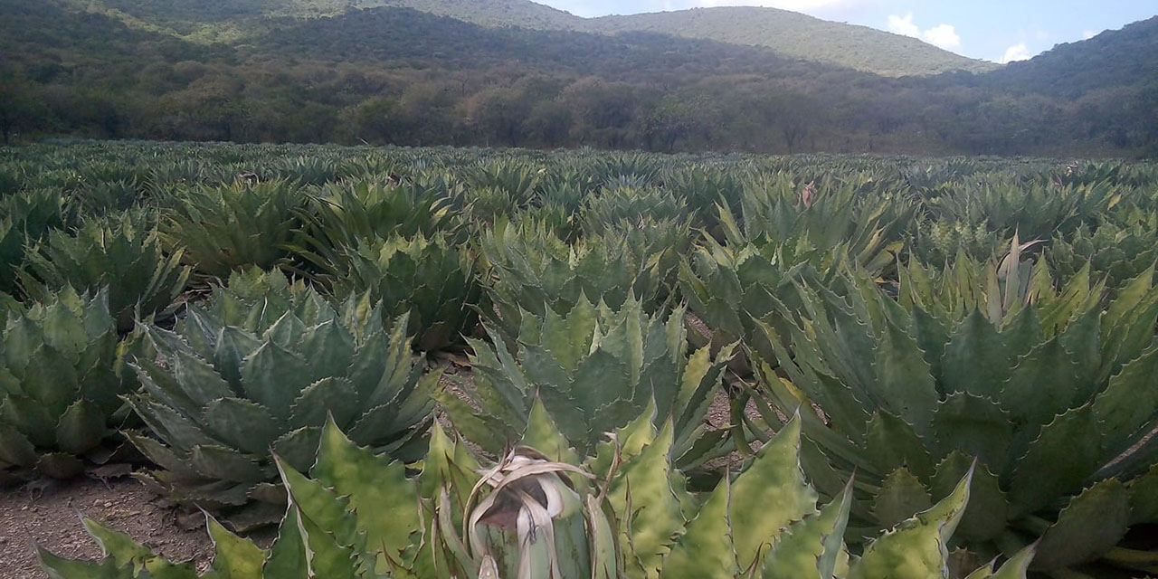Pandemia afectó a productores de mezcal en La Mixteca | El Imparcial de Oaxaca