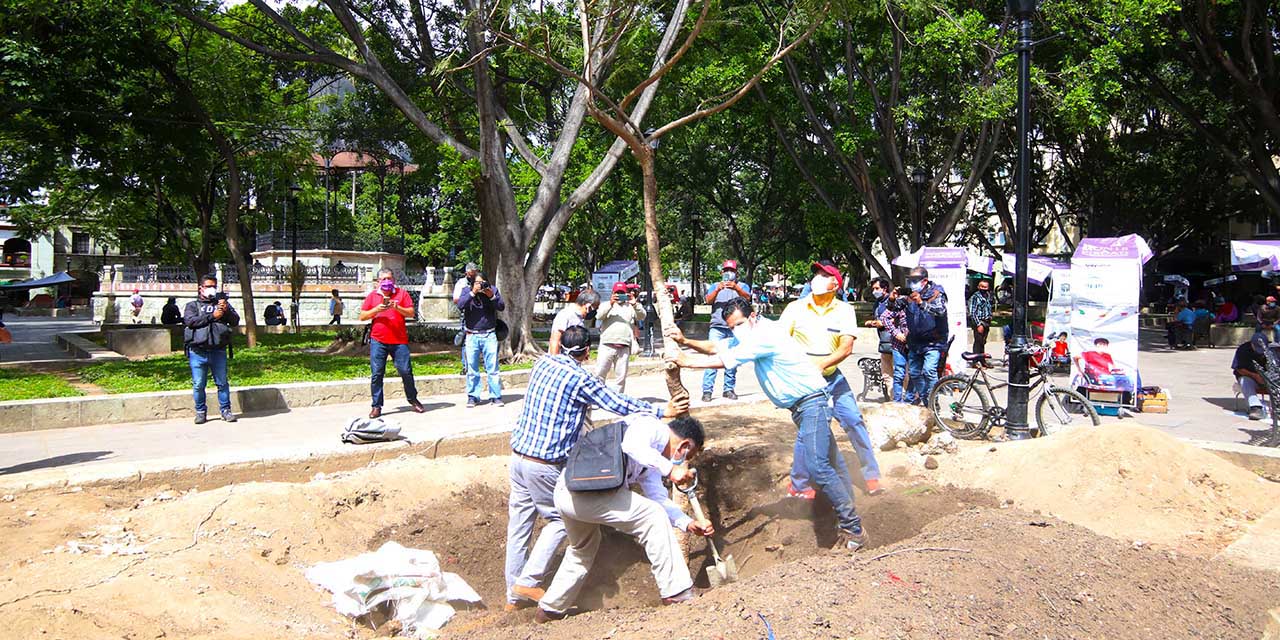 Ecologistas siembran árbol en el zócalo