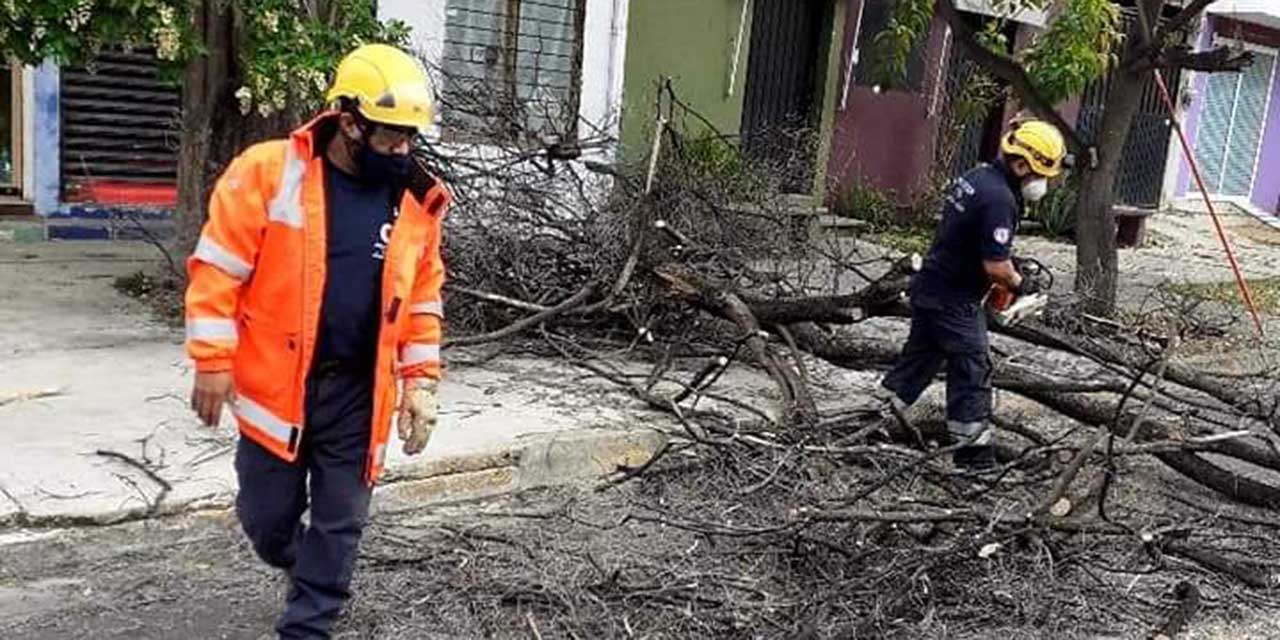 Fuertes vientos dejan árboles caídos y cortes de luz en Oaxaca