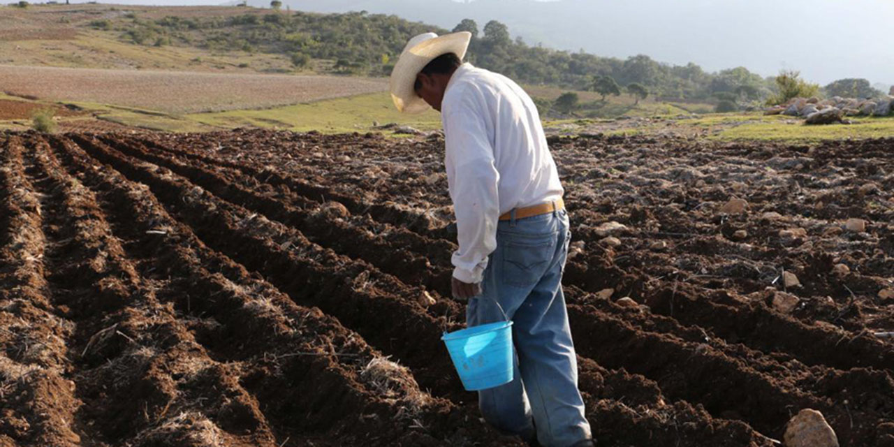 Lamentan abandono en  programas agrícolas en Oaxaca