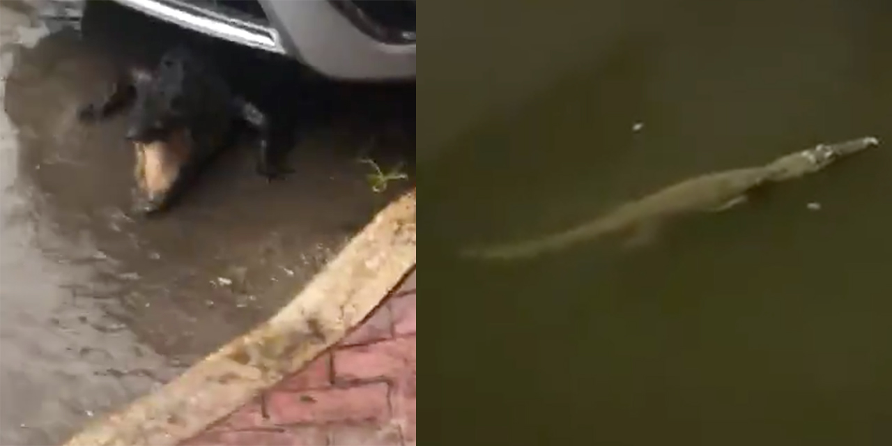 Video: Cocodrilos invaden las calles inundadas de Tabasco | El Imparcial de Oaxaca