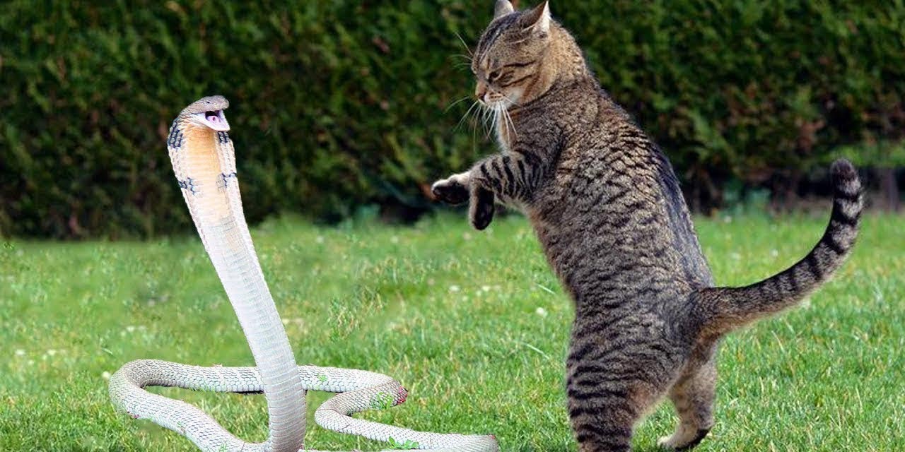 Video: Gato se salva de ser estrangulado por una serpiente | El Imparcial de Oaxaca Video: Gato se salva de ser estrangulado por una serpiente | El Imparcial de Oaxaca