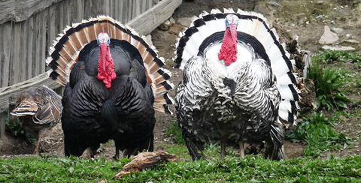 Sacrificarán pavos por brote de gripe aviar en Inglaterra | El Imparcial de Oaxaca