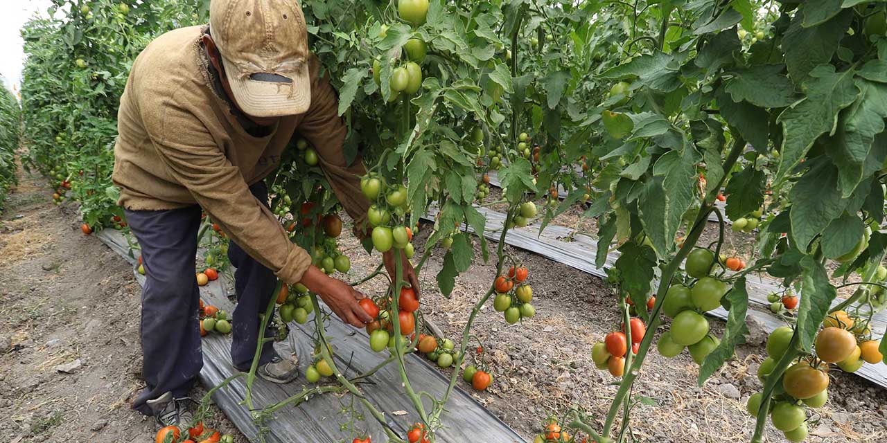 Se desploma el precio del tomate | El Imparcial de Oaxaca