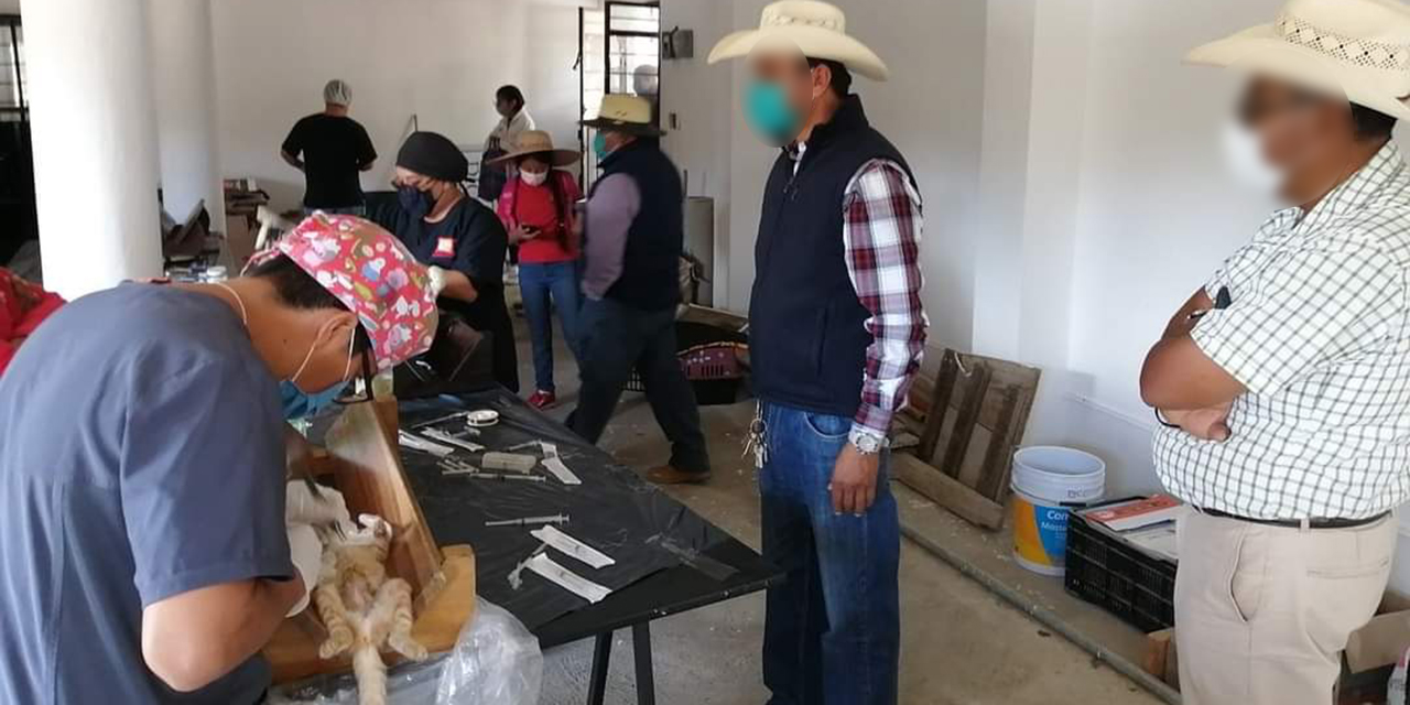 Comienza a cambiar la cultura del cuidado de mascotas en Tlaxiaco | El Imparcial de Oaxaca
