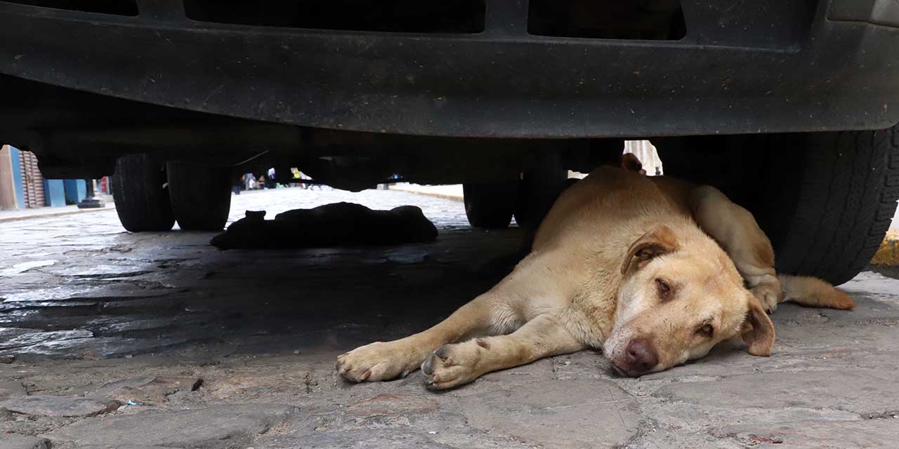 Piden atender abandono y sobrepoblación canina en Oaxaca | El Imparcial de Oaxaca