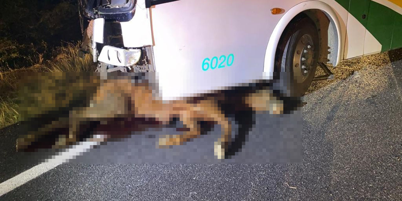 Muere Caballo al ser aplastado por autobús | El Imparcial de Oaxaca