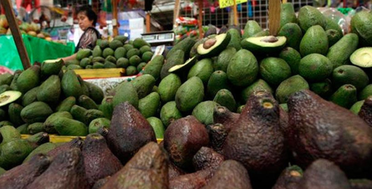 Crece 23% producción de aguacate en Oaxaca
