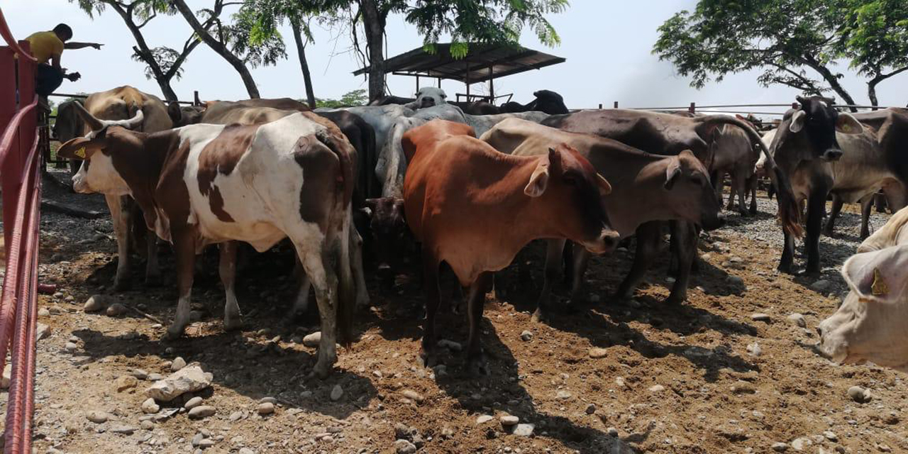 Producción de carne y leche en el Istmo está en riesgo | El Imparcial de Oaxaca