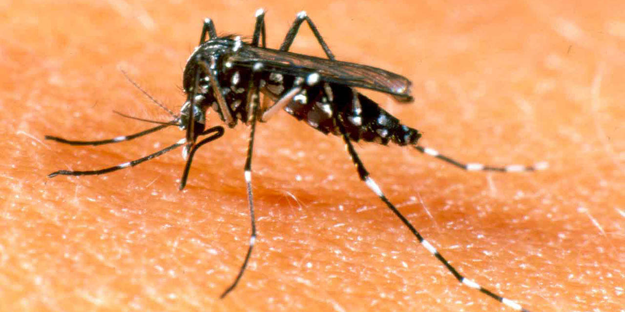 Reportan 20 casos nuevos de dengue en Oaxaca | El Imparcial de Oaxaca