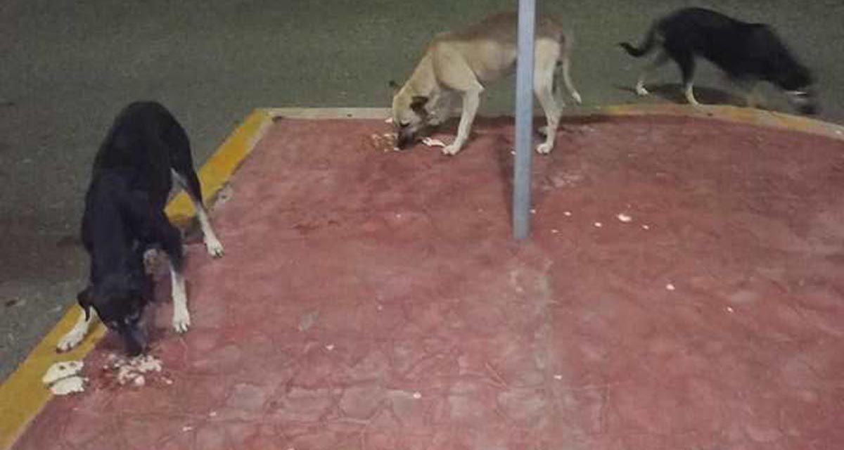 Perros invaden la terminal marítima en Salina Cruz, Oaxaca | El Imparcial de Oaxaca