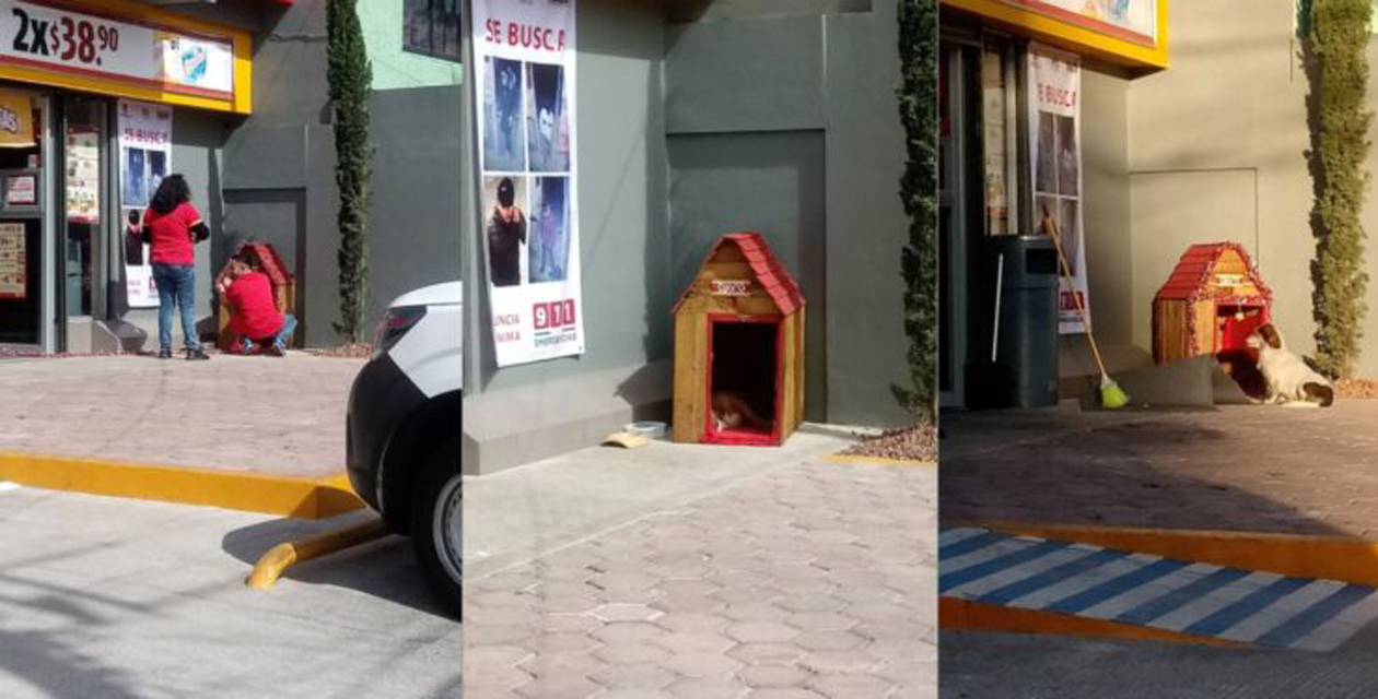 Video: Empleados de Oxxo adoptan a un perro callejero y le construyen una casa