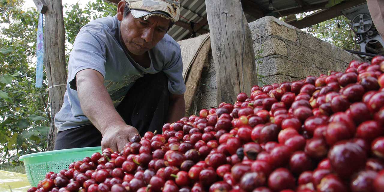 Productores de café de Pluma Hidalgo trabajan en mejorar la calidad | El Imparcial de Oaxaca