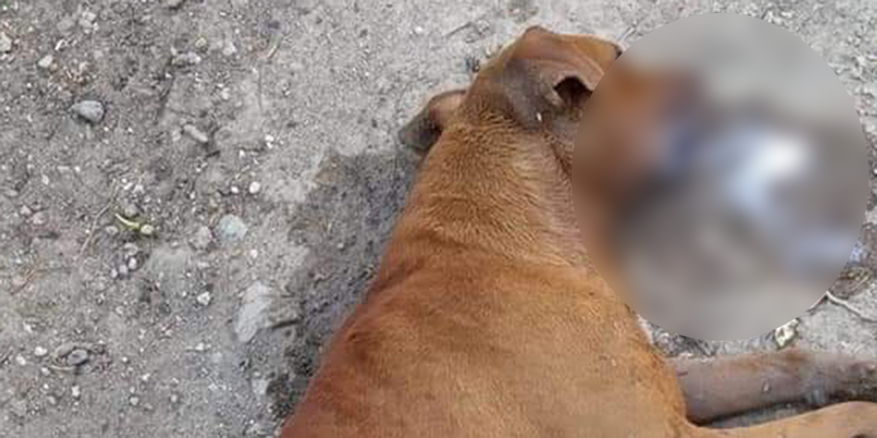 Denuncian en Ocotlán envenenamiento masivo de perros | El Imparcial de Oaxaca