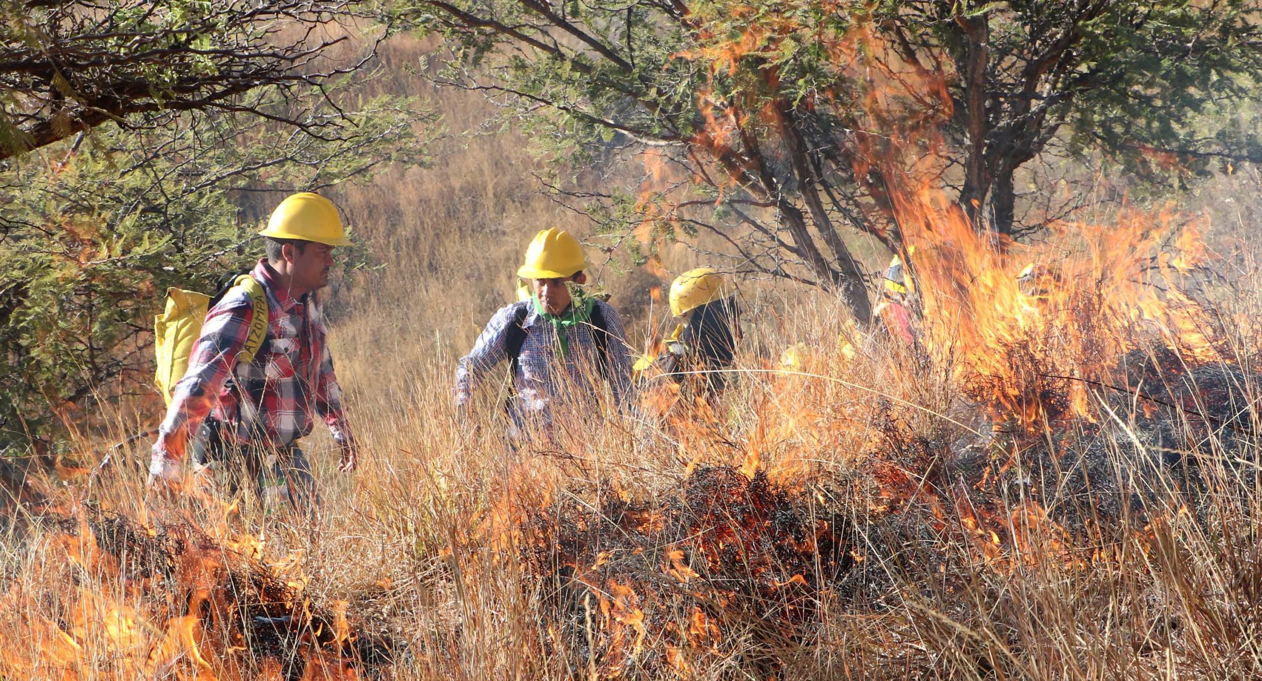 Disminuyeron en 2020  los incendios forestales | El Imparcial de Oaxaca