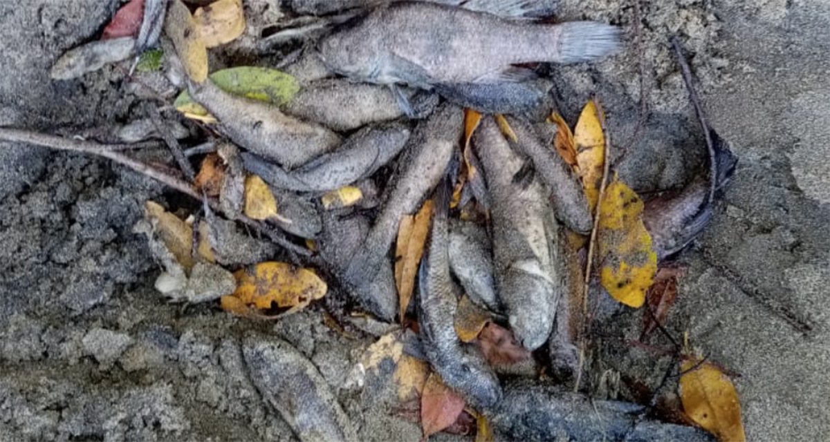 Peces muertos en “La Lagunita” dejan fétido olor | El Imparcial de Oaxaca