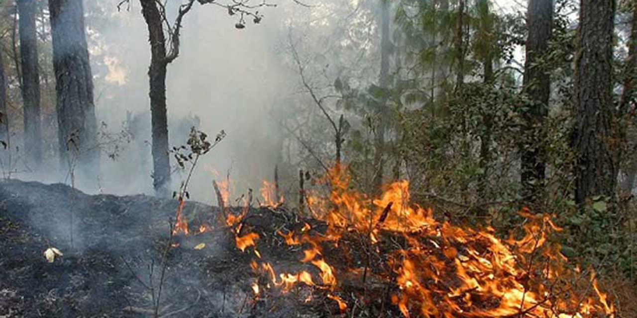 Van 7 incendios forestales en Oaxaca: Coesfo | El Imparcial de Oaxaca