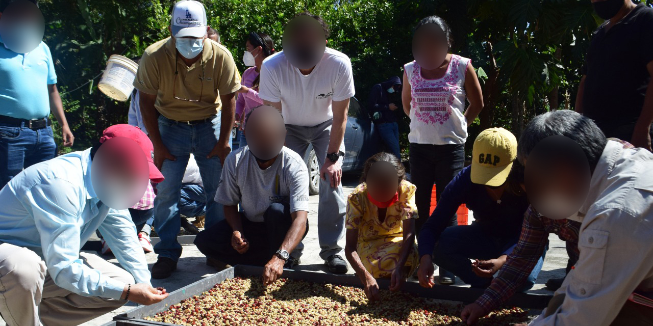 Capacitan a productores de café de Pluma Hidalgo | El Imparcial de Oaxaca