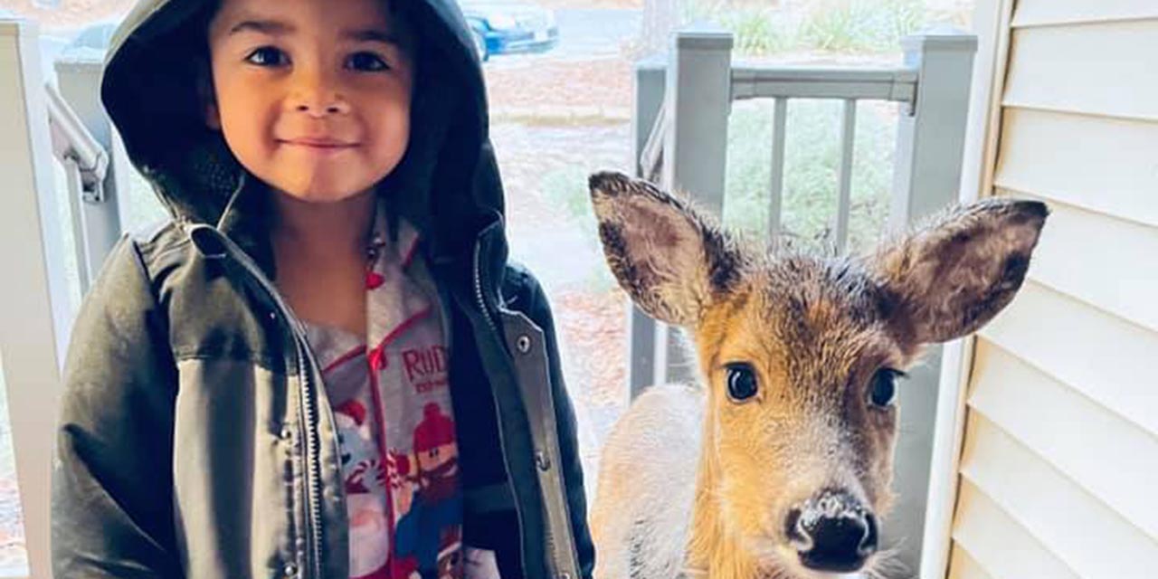 Niño de cuatro años sorprende a su mamá llevando a casa un ciervo como mascota | El Imparcial de Oaxaca