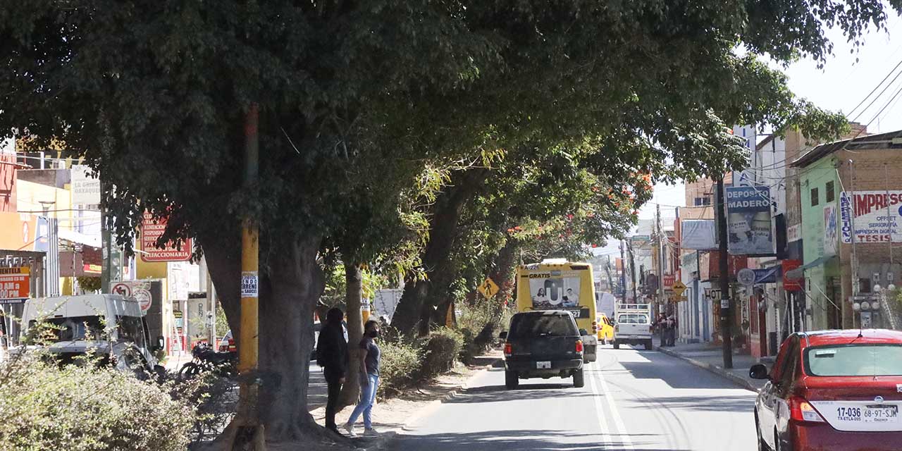 Quieren talar 150 árboles por Citybus; buscan frenar ecocidio en Oaxaca | El Imparcial de Oaxaca