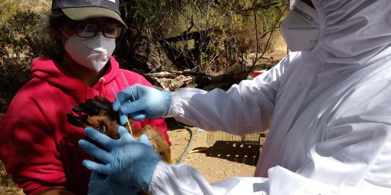 Reportan elevada mortandad de aves de corral en la Cañadita | El Imparcial de Oaxaca