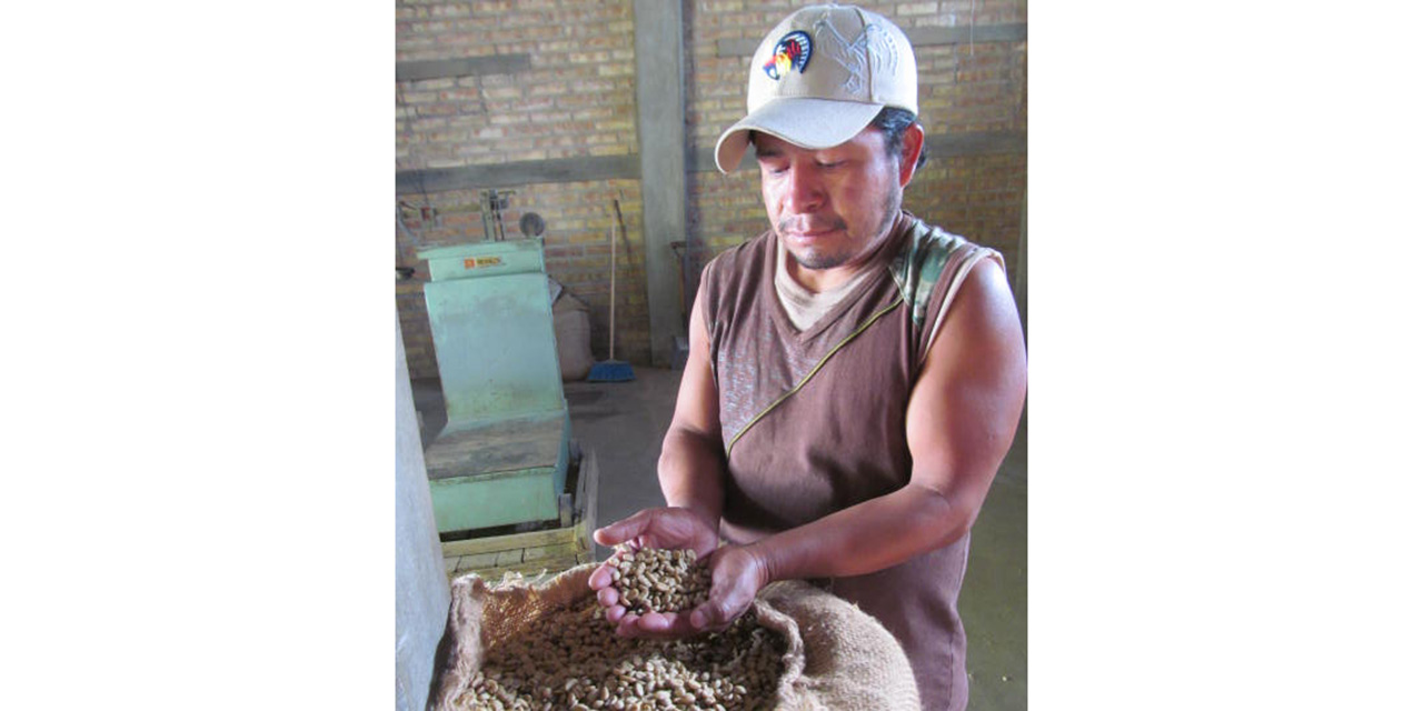 Comenzó la cosecha y compra de café en la región Mazateca | El Imparcial de Oaxaca