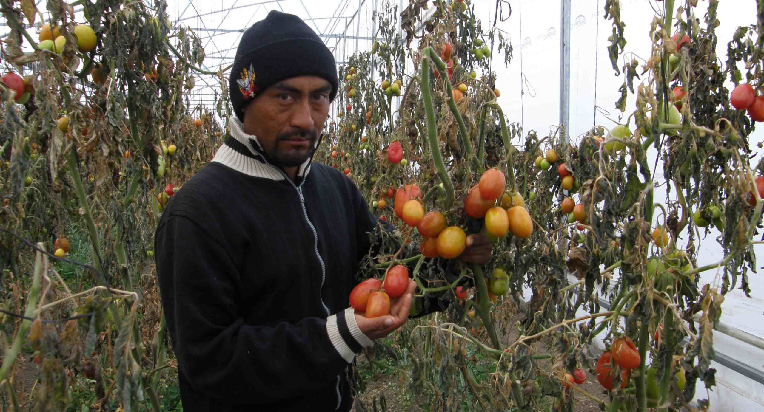 Merma el jitomate ante las bajas temperaturas en la Mixteca