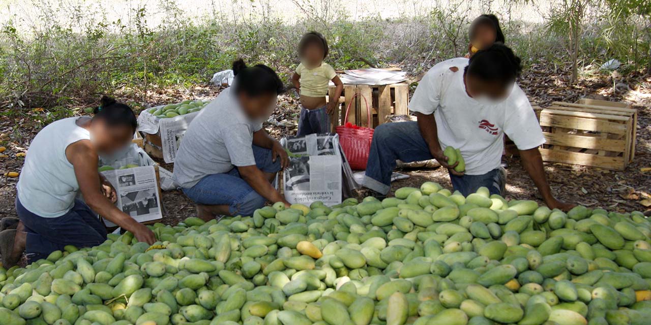 Productores solicitan prórroga para registro de mango de exportación | El Imparcial de Oaxaca