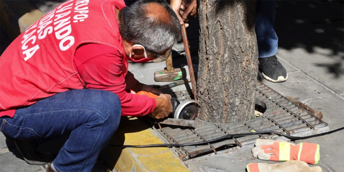 Ambientalistas retiran rejillas en árboles del Centro Histórico de Oaxaca | El Imparcial de Oaxaca