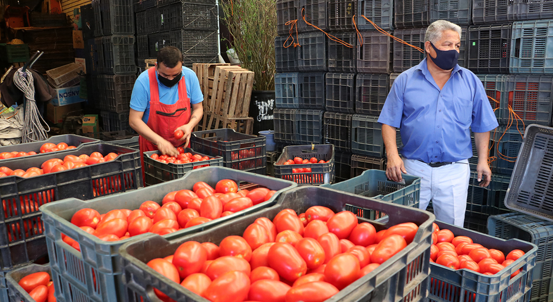 Por los suelos el precio del tomate  | El Imparcial de Oaxaca