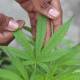 Con cannabis se pueden elaborar bio-plásticos