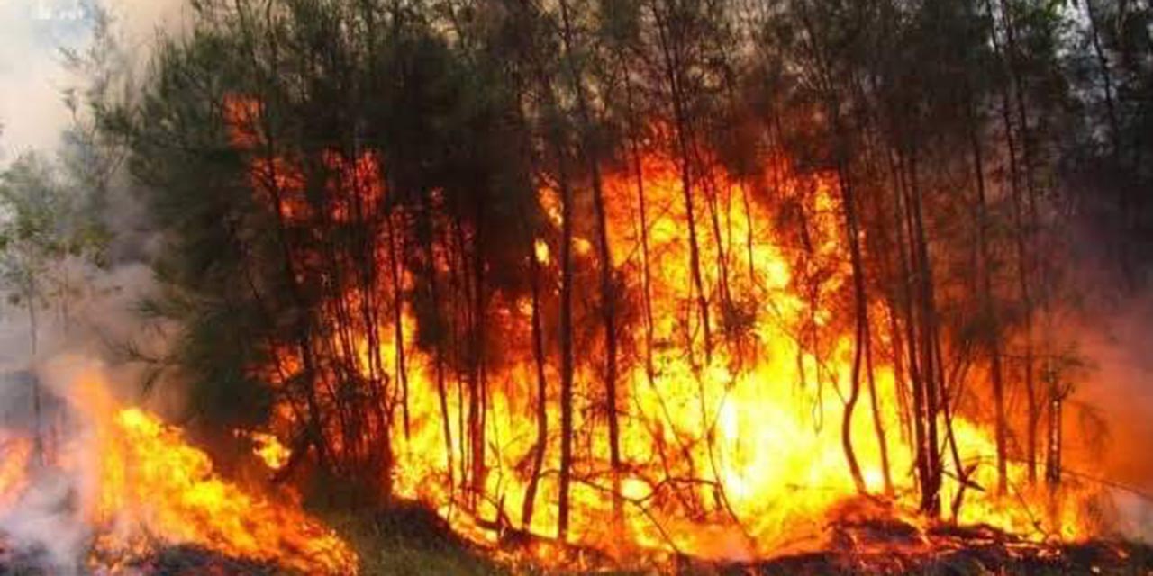 Incendios forestales se descontrolan y devoran bosques de Oaxaca | El Imparcial de Oaxaca